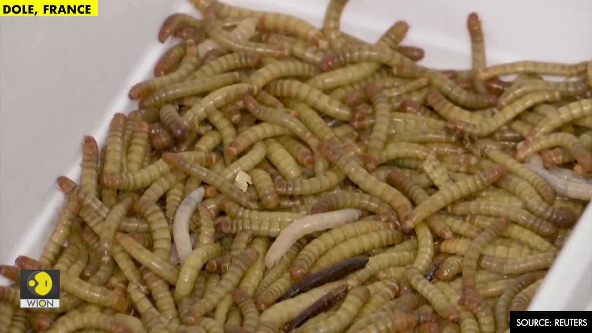 Mealworms for dinner? EU approves first insect food Edge News