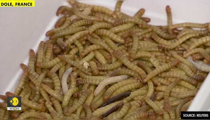 Mealworms for dinner? EU approves first insect food