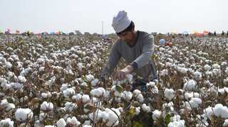 Researchers find traces of Xinjiang's cotton in top brands such as Adidas, Puma and Hugo Boss
