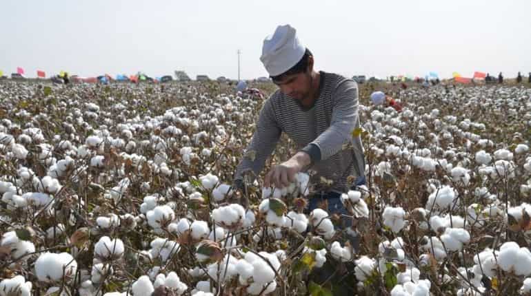 US bans imports of all cotton, tomato products from China's Xinjiang region over forced labour concerns