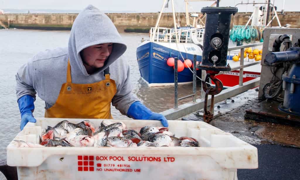 Fishmongers suspend orders from Britain due to delay in arrival