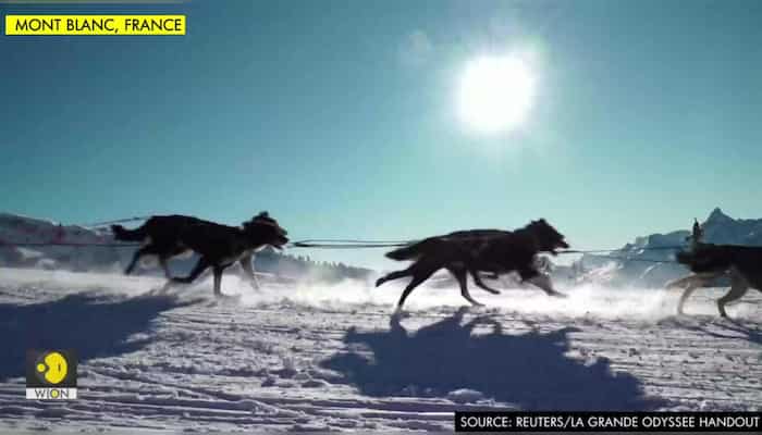 Dogs dash through snowy French Alps in breathtaking sled race challenge
