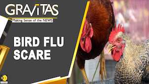 Gravitas: Asia's bird flu outbreak: Millions of birds culled