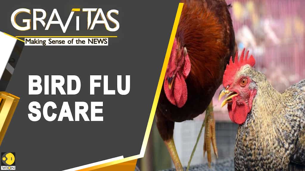 Gravitas: Asia's bird flu outbreak: Millions of birds culled