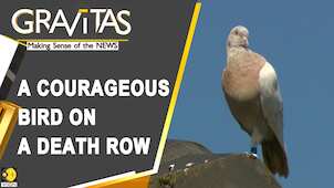 Gravitas: Australia to cull American pigeon