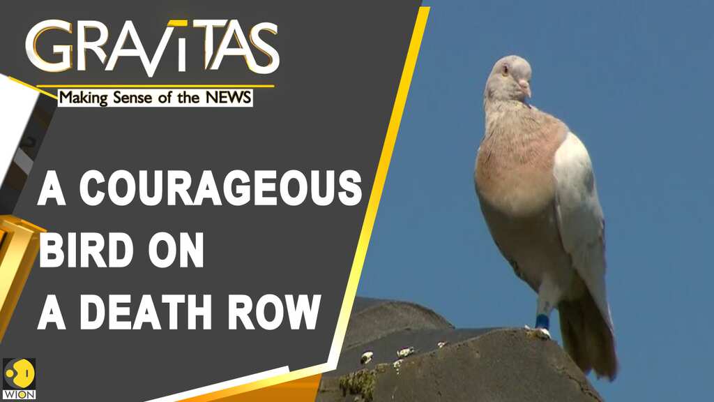Gravitas: Australia to cull American pigeon