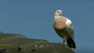 Joe, a pigeon facing death row may receive reprieve over fake tag claim