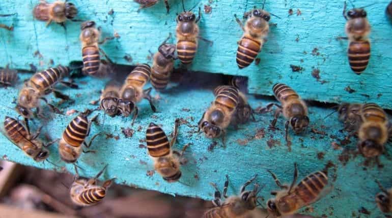 Even honeybees can tell diffrence between even and odd numbers 
