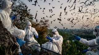 A popular hangout for bats, tourists and now Covid sleuths