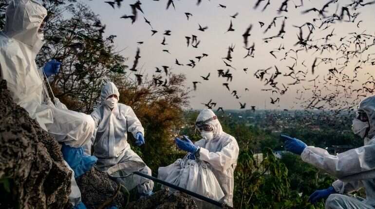 A popular hangout for bats, tourists and now Covid sleuths