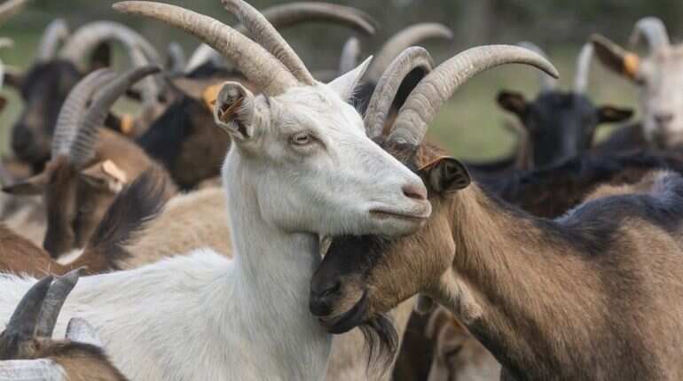 New disease causing sickness among Dutch living near goat farms: Scientists