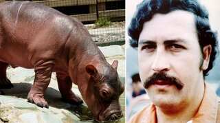 Pablo Escobar's 'cocaine hippos' in Colombia could be culled. Find out why