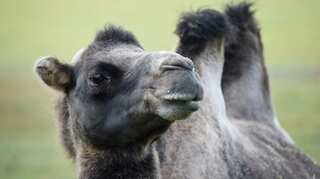 German zookeeper bitten by camel is in a 'serious' condition
