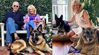 Biden's German Shepherd Champ dies; President, first lady pay tribute
