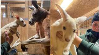 'A blessing': New York zoo discovers extremely rare white kangaroo