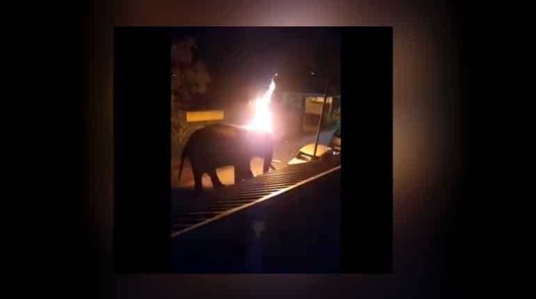 Wounded tusker set ablaze in Tamil Nadu, dies later; video emerges Wounded tusker set ablaze in Tamil Nadu, dies later; video emerges