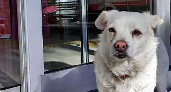 This dog in Turkey waited six days outside a hospital for owner to return