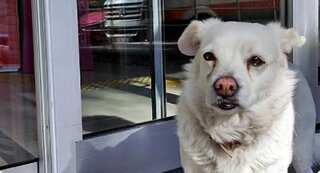 This dog in Turkey waited six days outside a hospital for owner to return