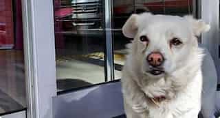 This dog in Turkey waited six days outside a hospital for owner to return