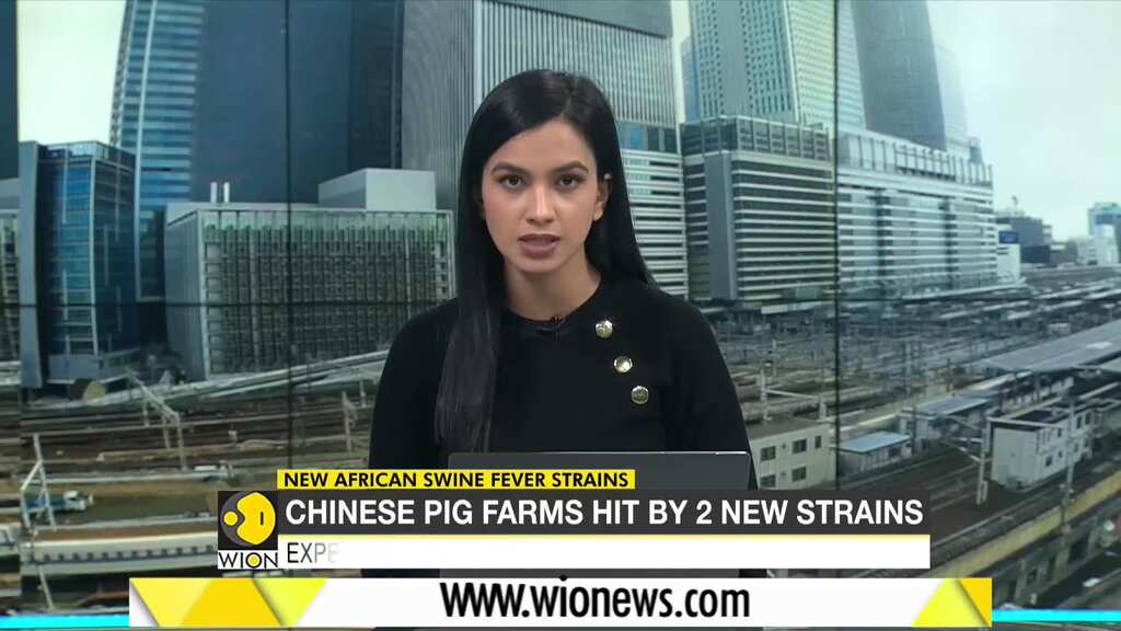 New African swine fever strains point to illicit vaccines
