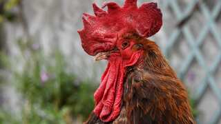'Sensory heritage': France passes law protecting sounds and smells of countryside