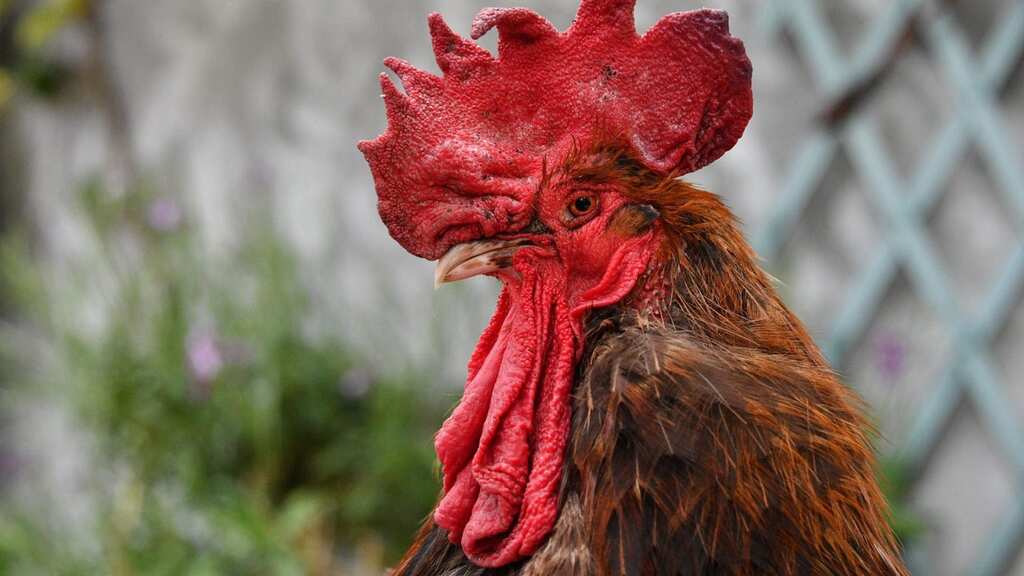 'Sensory heritage': France passes law protecting sounds and smells of countryside