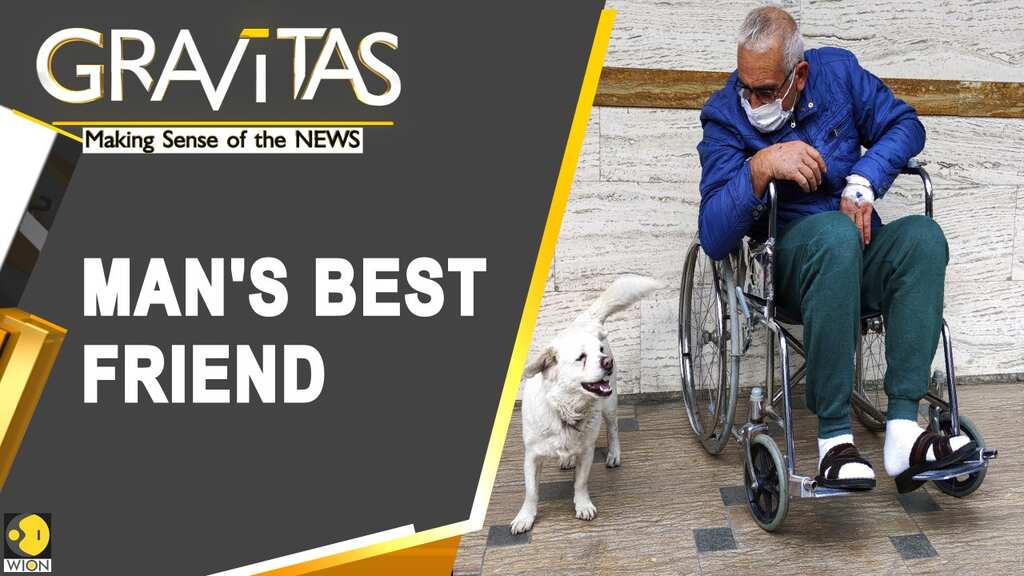 Gravitas: The story of Boncuk the dog