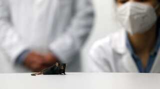 Alert in Taiwan after lab worker bitten twice by mouse with Covid becomes coronavirus positive