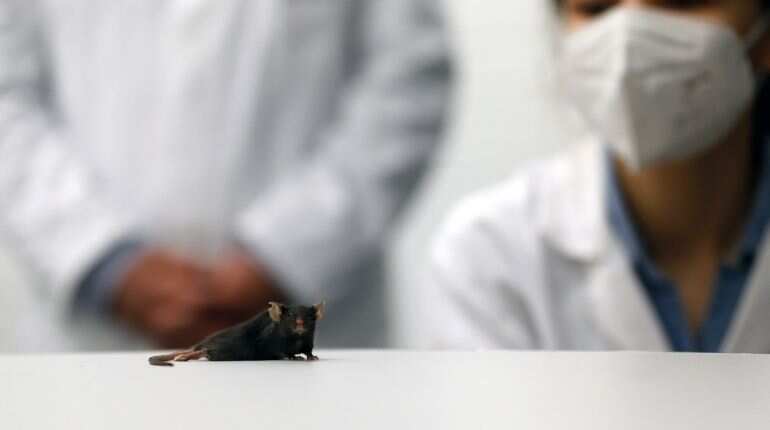 Alert in Taiwan after lab worker bitten twice by mouse with Covid becomes coronavirus positive