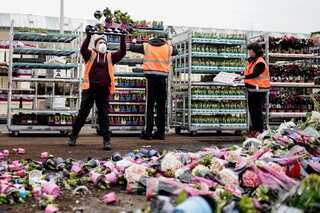 Anti-curfew demonstrations erupt in Netherlands as Europe battles virus