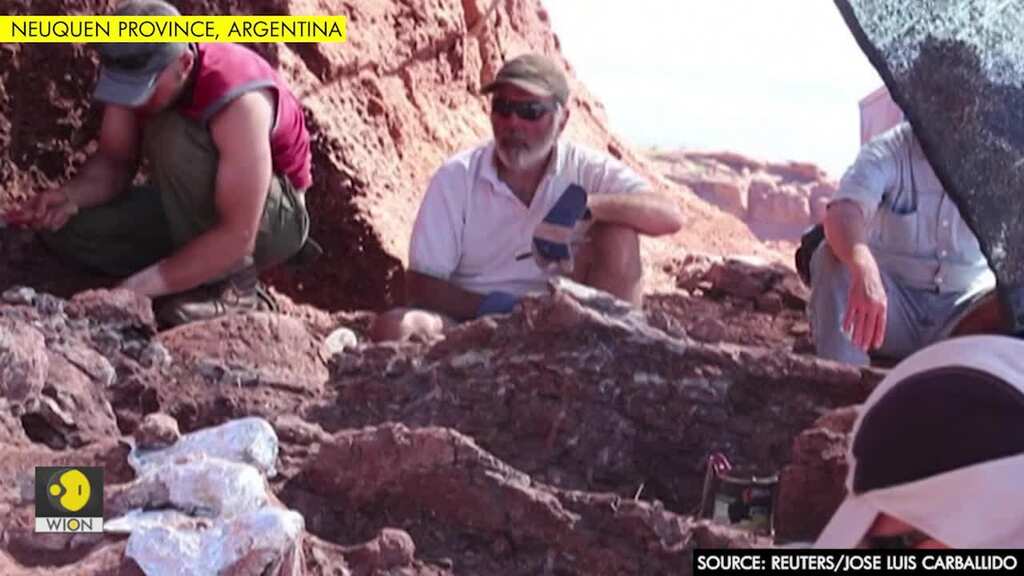 Dinosaur remains found in Argentina could be world's largest