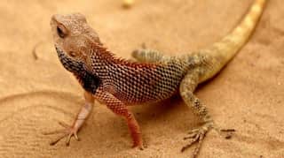 Dozens of smuggled chameleons discovered in suitcase at Vienna airport