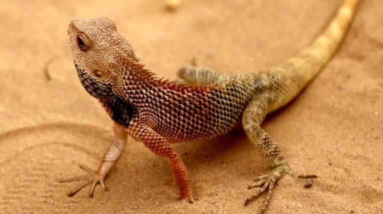 Dozens of smuggled chameleons discovered in suitcase at Vienna airport
