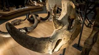 Scientists defrost 25,000-year-old woolly rhino in world's coldest region