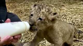 Meet Simba, Singapore's first lion cub to be conceived artificially