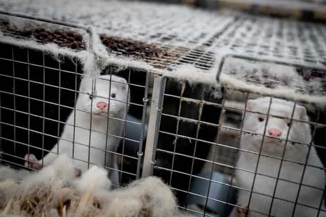Sweden to ban mink breeding Sweden to ban mink breeding