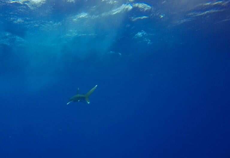 Dramatic shark decline leaves 'gaping hole' in ocean: Study Dramatic shark decline leaves 'gaping hole' in ocean: Study