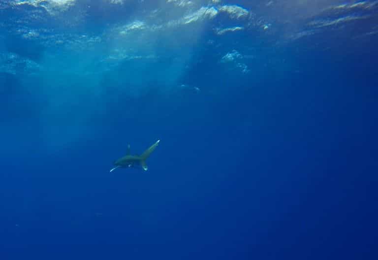 Dramatic shark decline leaves 'gaping hole' in ocean: Study