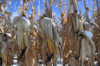 China books biggest deal yet for US corn