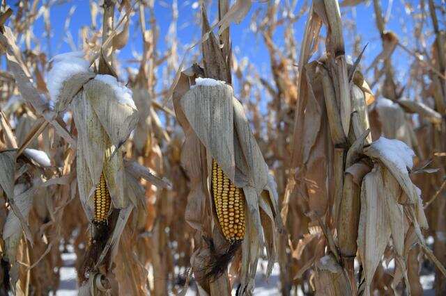 China books biggest deal yet for US corn