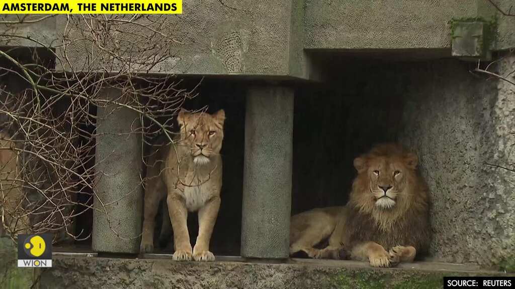 Amsterdam zoo Artis gives up lions amid coronavirus cash crunch