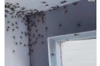 Too many spiders: This bedroom infestation is what nightmares are made of