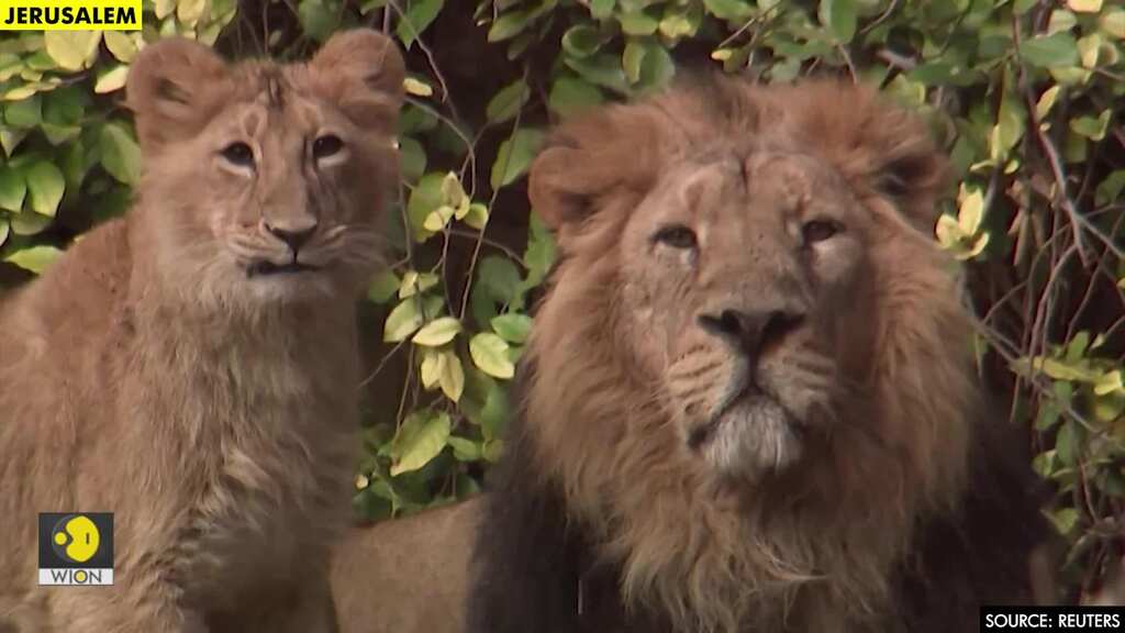 Coronavirus lockdown a lonely time for Jerusalem zoo animals