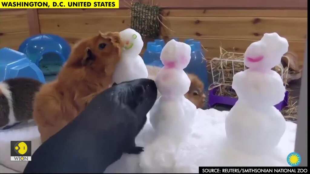 Guinea Pigs chow down on feast of veggies and snow