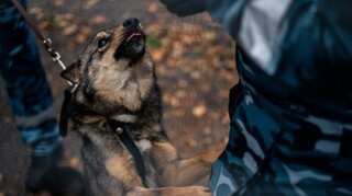 Sniffer dogs detect coronavirus in Germany, study claims efficacy is of 94%