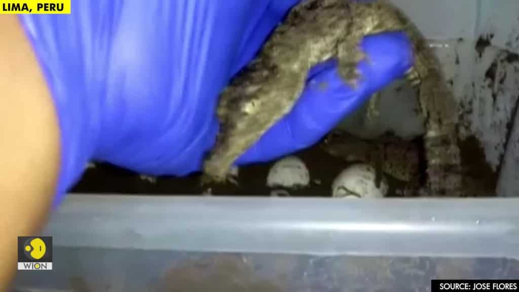 Peru zoo welcomes two baby crocodiles born through artificial insemination