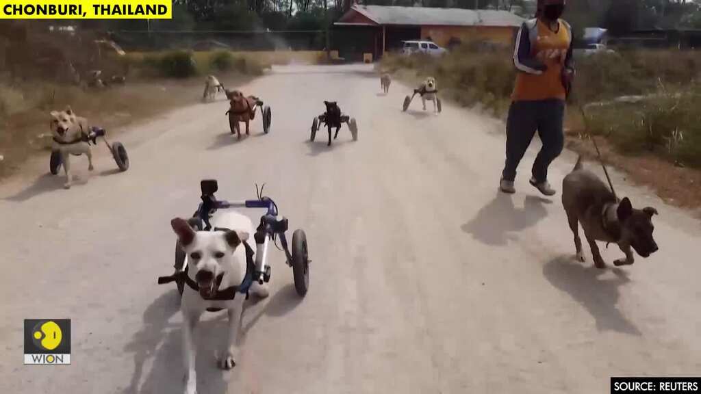 Disabled dogs run freely in Thailand with help from wheels