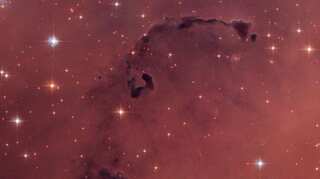 What animals see in the stars, and what they stand to lose