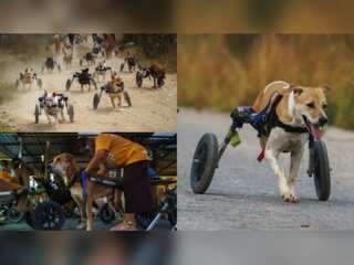 Everything's paw-sible: Thai shelter for disabled dogs fights pandemic