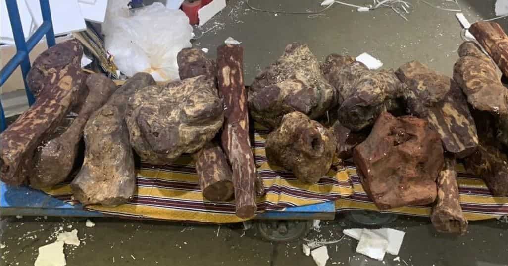 495kg of Red Sanders bound for Singapore seized in Chennai 495kg of Red Sanders bound for Singapore seized in Chennai